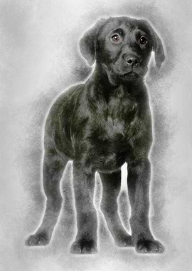 Labrador puppy 3 months ol