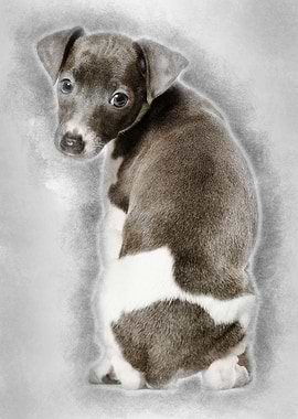 Italian Greyhound puppy si