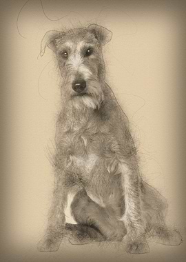 Irish Terrier 2 years old