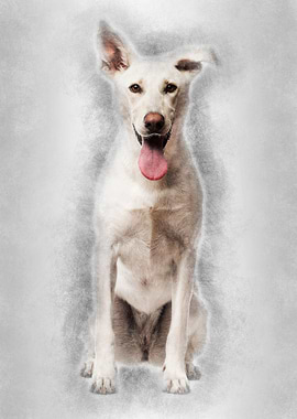 Portrait of Crossbreed dog