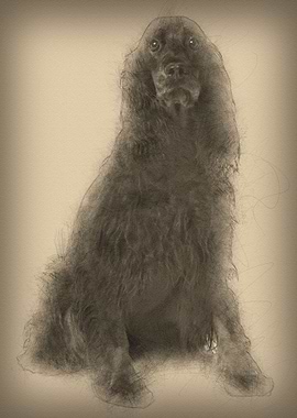 Gordon Setter dog 7 years