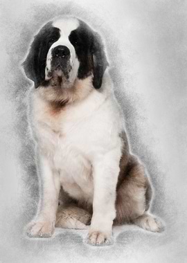 Saint Bernard 15 months ol
