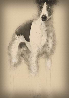 Grey Hound 4 years old sta