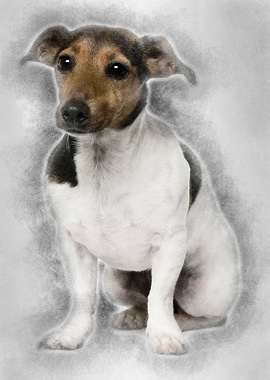 Jack Russell Terrier 4 yea