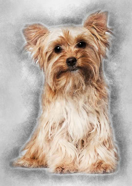 Yorkshire Terrier sitting