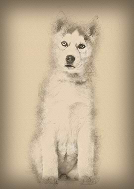 Husky dog 2 months old sit