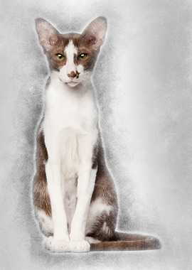 Oriental Shorthair sitting