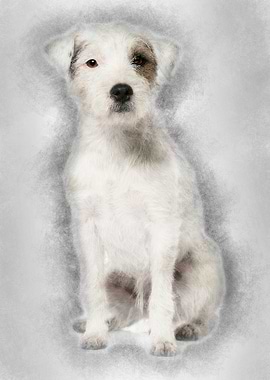 Parson Russell Terrier sit