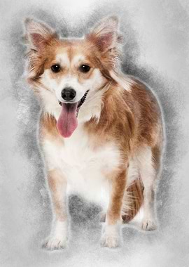 Mixed breed dog 2 years ol