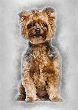 Yorkshire Terrier sitting