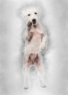 Parson Russell Terrier sta