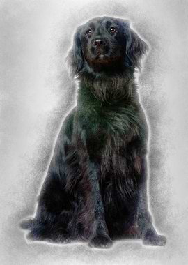 Terre neuve dog 3 years ol