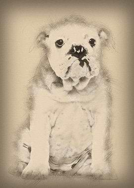 English Bulldog puppy 4 mo