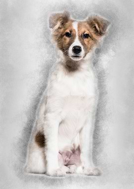 Mixedbreed dog sitting aga