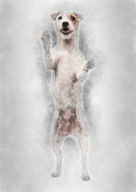 Parson Russell Terrier sta