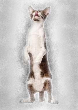 Oriental Shorthair standin