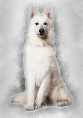 Swiss Shepherd dog 3 years