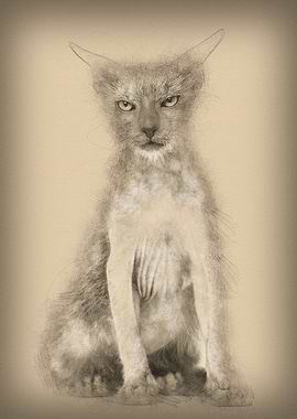 Kitten Lykoi cat 3 months