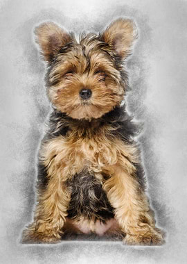 Yorkshire Terrier puppy 3