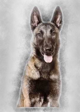 Malinois 1 year old sittin