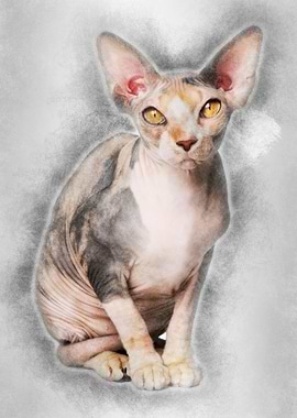 Sphynx cat 1 year old sitt