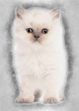 Portrait of British Longha