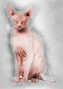 Sphynx Hairless Cat 4 year