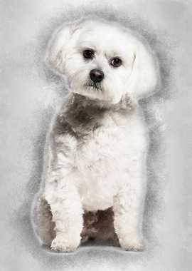 Maltese dog sitting agains