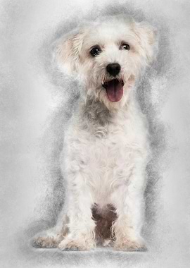 Maltese dog 3 years old si