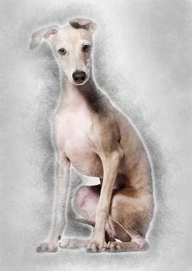 Italian Greyhound puppy 4