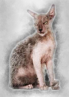 Kitten Lykoi cat 3 months