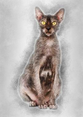 Lykoi cat also called the