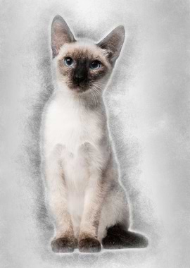 Thai kitten 5 months old s