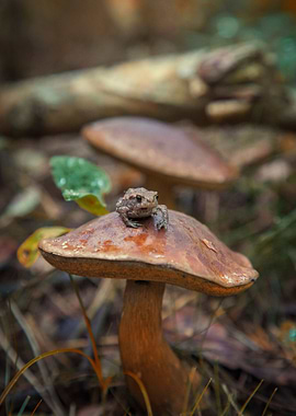 Frogshroom