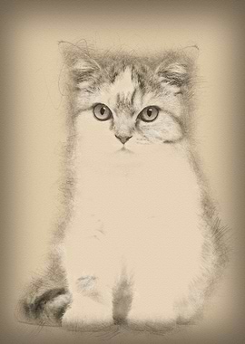 British Shorthair kitten 3