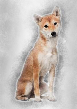Shiba Inu 1 year old sitti