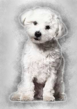 Maltese dog 11 months old