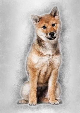 Shiba Inu dog sitting agai