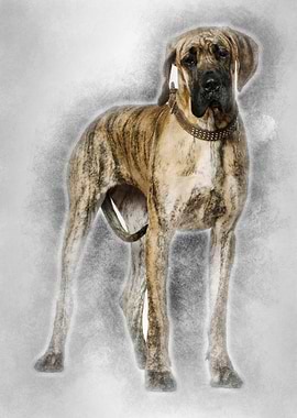 Great Dane 10 months old s