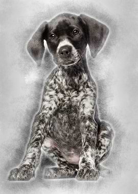 German Shorthaired Pointer