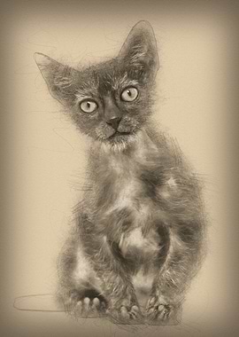 Kitten Lykoi cat 3 months