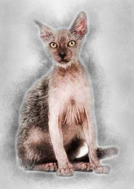 Kitten Lykoi cat 3 months