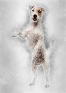 Parson Russell Terrier sta