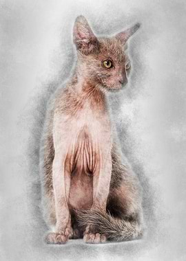 Kitten Lykoi cat 3 months