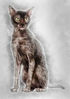 Lykoi cat also called the