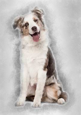 Australian Shepherd puppy