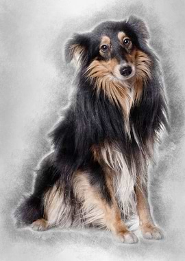 Sheltie dog 18 months old