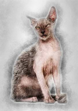 Kitten Lykoi cat 3 months