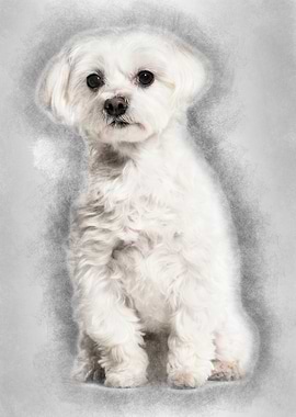 Maltese dog sitting agains