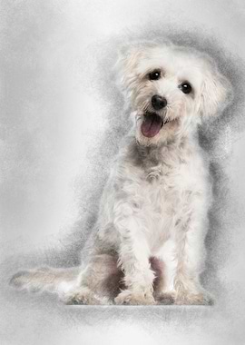 Maltese dog 3 years old si